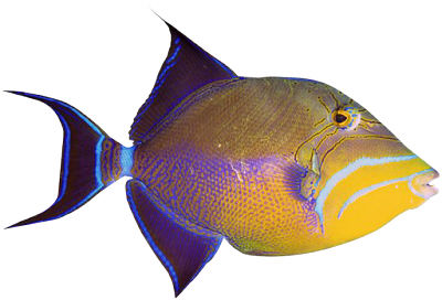 Fish